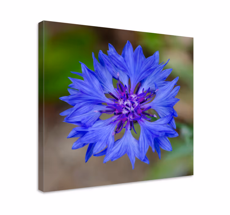 Blå vacker blåklint blommacanvas tavla - Tenstickers