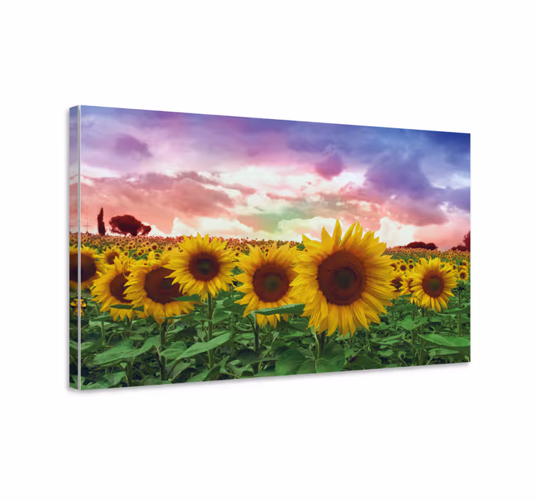 Solros fält färgstark himmel blommacanvas tavla - Tenstickers