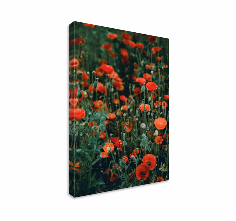Vallmo och små vita blommor blommacanvas tavla - Tenstickers