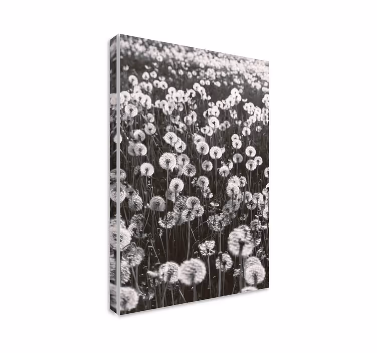 Kanvas blommor och växter fina maskrosblommor - Tenstickers