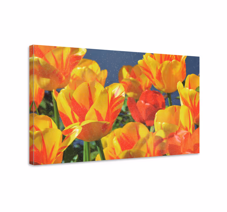 Röda och gula tulpanblommarduk - Tenstickers