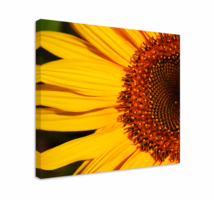 Solros kronblad detalj Kanvas blommor och växter - Tenstickers