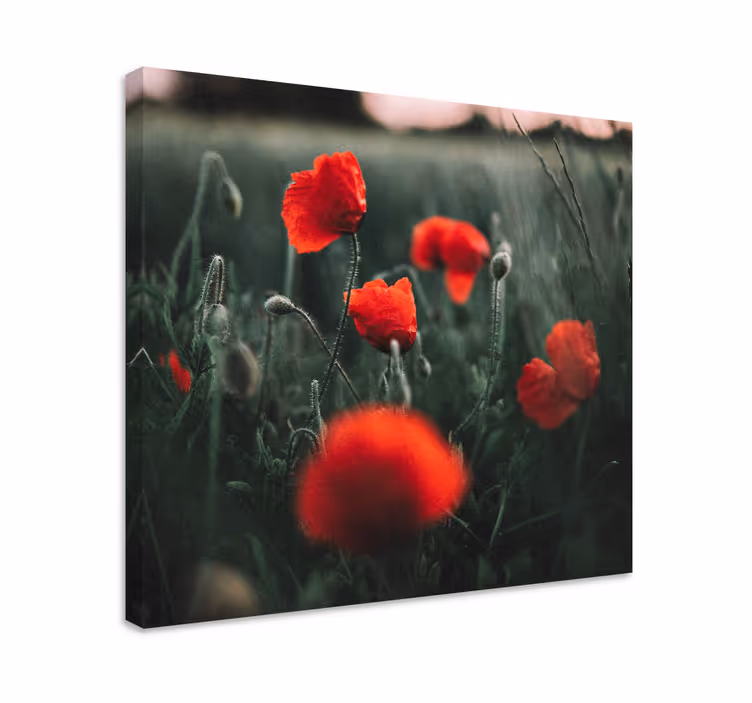 Kanvas blommor och växter vackra vallmo blommor - Tenstickers