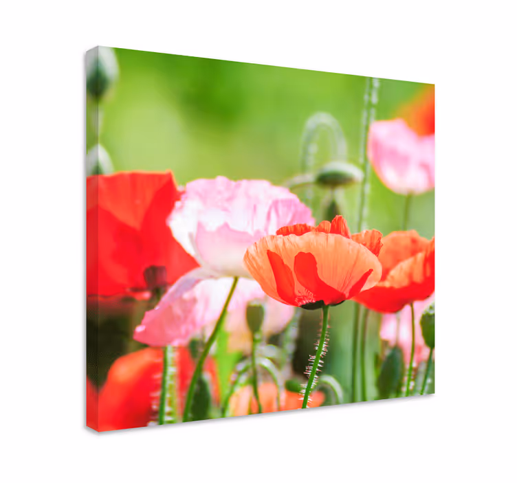Rosa och rött hav av vallmo blommacanvas tavla - Tenstickers