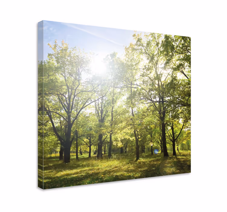 Ljus skog i solen landskapcanvas tavla - Tenstickers