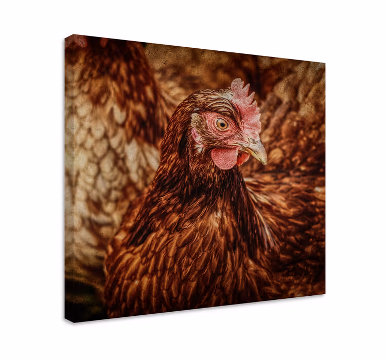 Allvarlig brun kyckling fågel canvas konst - Tenstickers