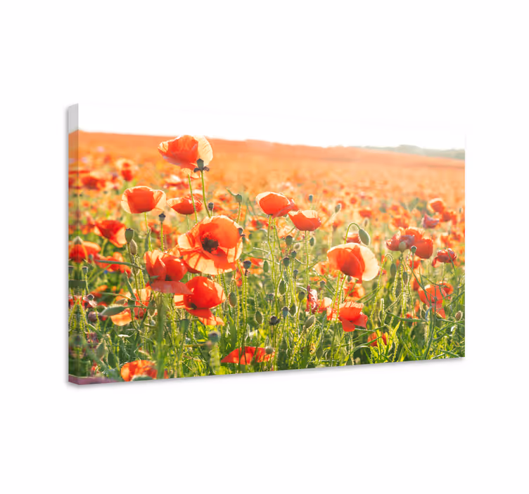 Kanvas blommor och växter fält av vallmo - Tenstickers