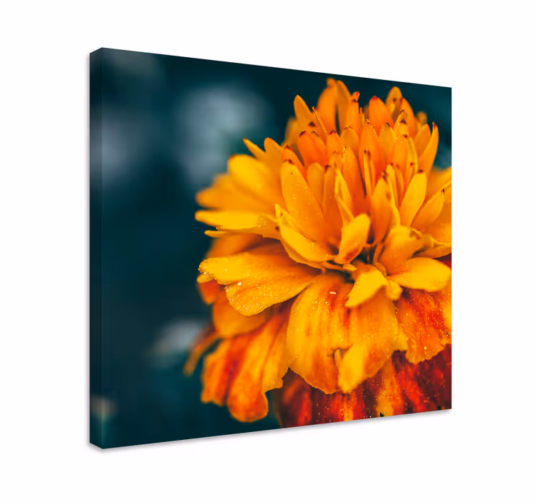 Kanvas blommor livfulla apelsinblommor - Tenstickers