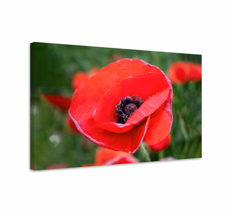 Kanvas blommor närbild på vallmo blomma - Tenstickers