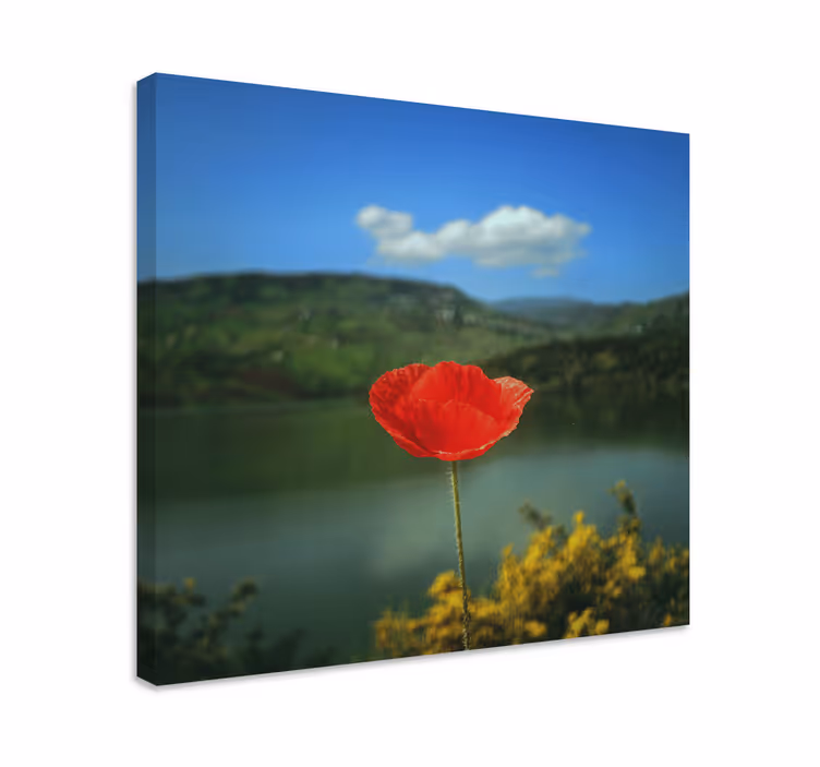 Kanvas blommor och växter röd vallmo blomma - Tenstickers