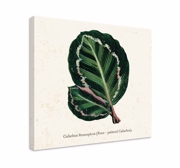 Calathea blad illustration Målarduk växter - Tenstickers