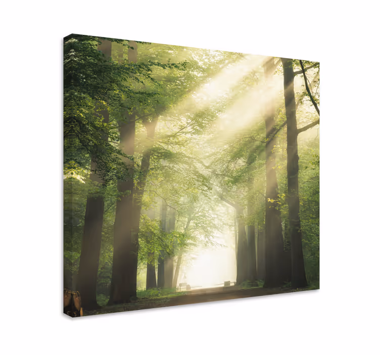 Grön skog med solen landskapcanvas tavla - Tenstickers