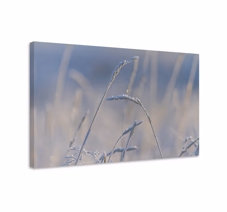 Kanvas blommor och växter frostiga grässtrån - Tenstickers