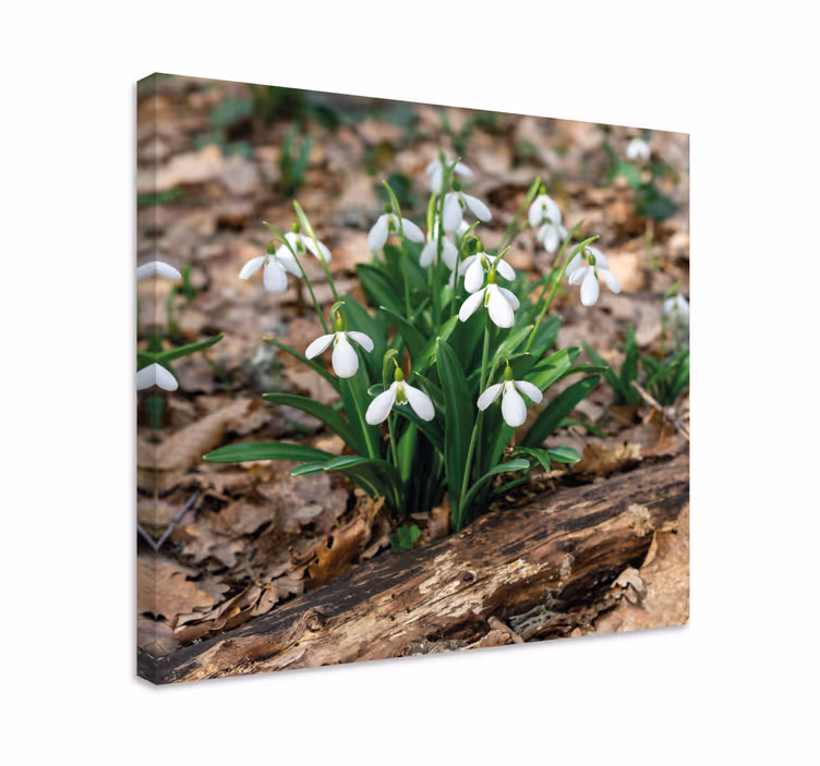 Snödroppar skog landskap blommacanvas tavla - Tenstickers