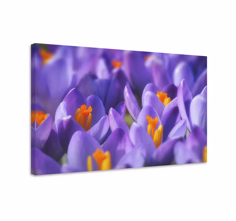 Kanvas blommor och växter färgglada krokusblommor - Tenstickers