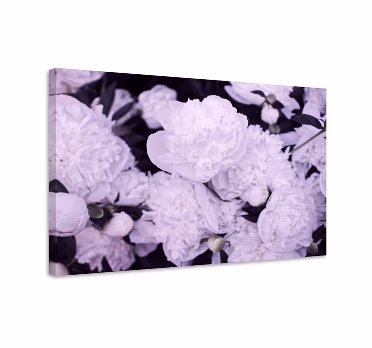 Elegant feminin rosa pioner blommacanvas tavla - Tenstickers