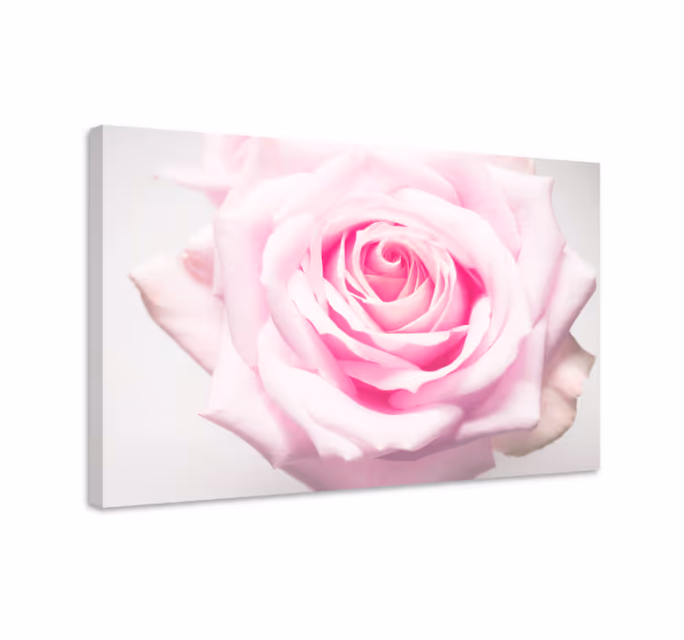 Kanvas blommor och växter blush rosablomma - Tenstickers