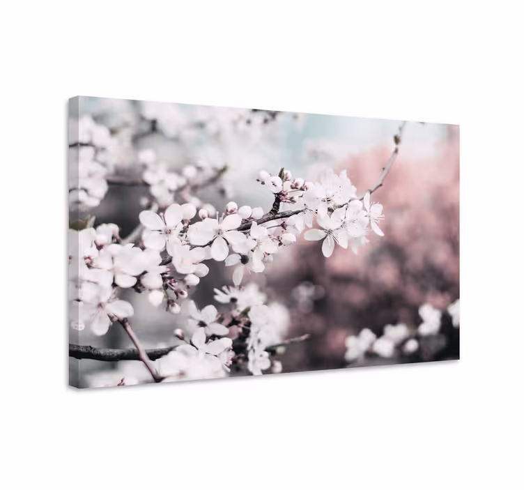 Vit körsbärsblom Kanvas blommor och växter - Tenstickers
