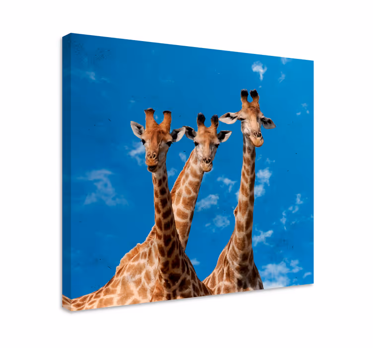 Giraff trio porträtt Kanvas djur - Tenstickers