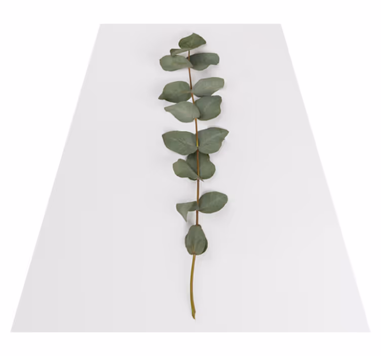 Vinylmatta blommor och växter eukalyptusblad - Tenstickers