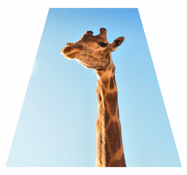 Giraffhuvudbild Vinylmatta djur - Tenstickers