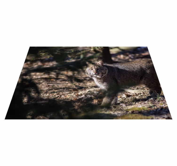 Vildkattscen Vinylmatta djur - Tenstickers