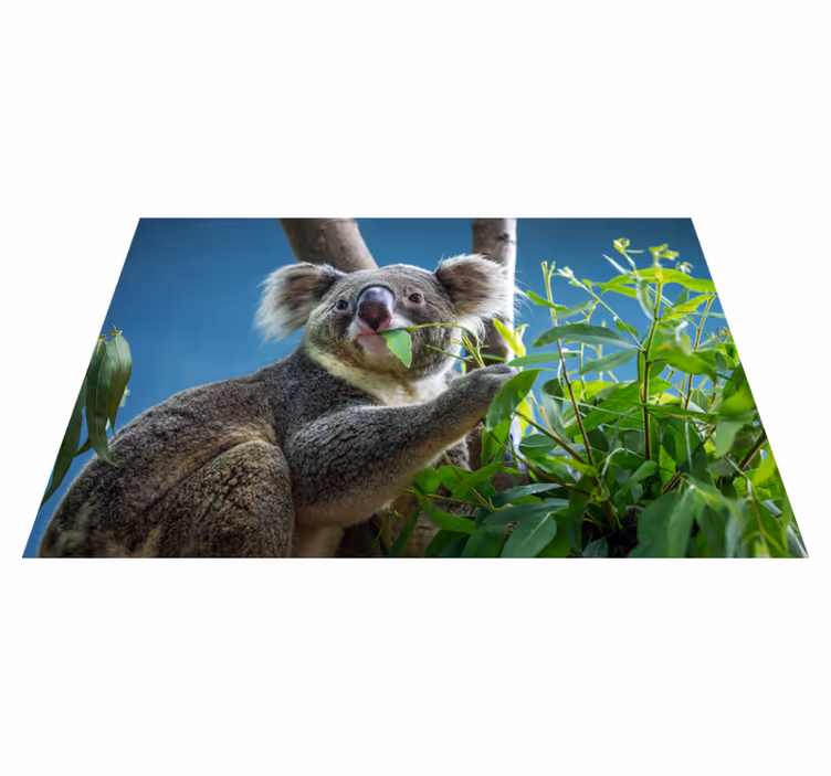 Djur söt koala björnar djur matta - Tenstickers