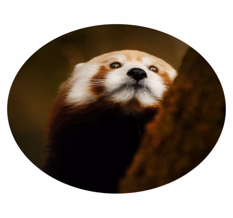 Djur söt röd panda djur matta - Tenstickers