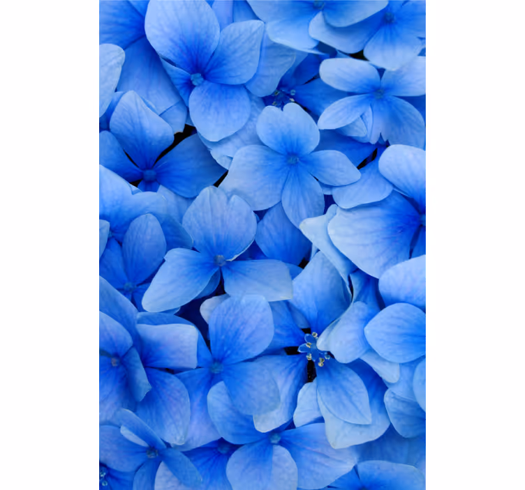 Hydrangea petals mönster fondtapet vardagsrum - Tenstickers