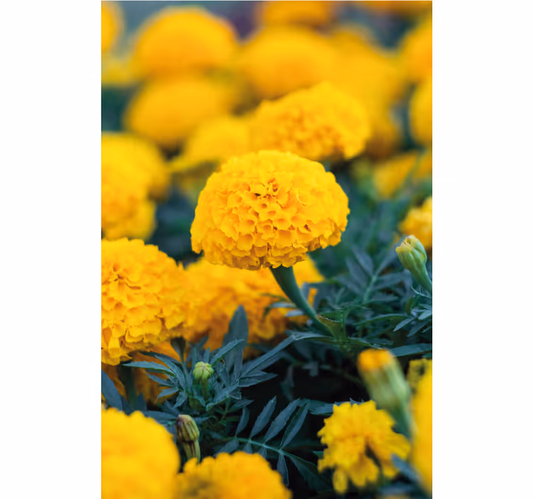 Tapet blommor gula ringblommor - Tenstickers