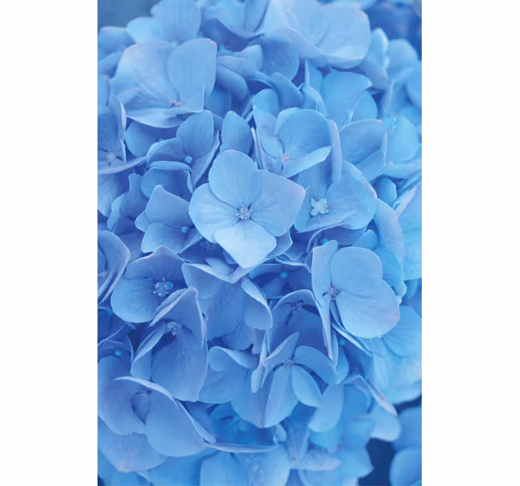 Tapet blommor hortensia blommor - Tenstickers