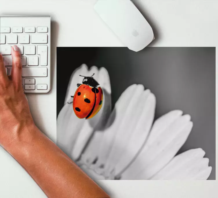 Original musmatta nyckelpiga på blomma - Tenstickers