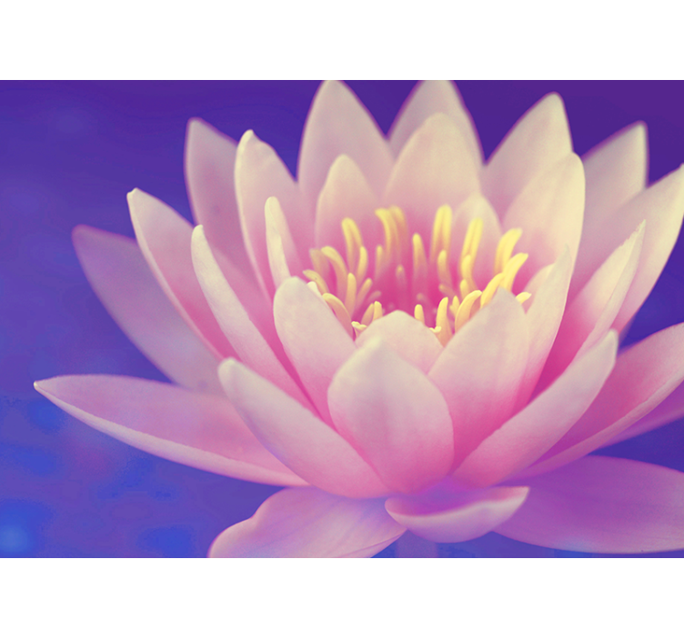 Rullgardin kök rosa lotusblomma - Tenstickers