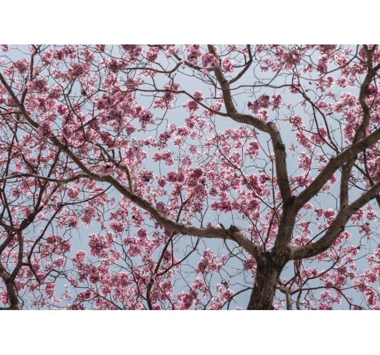 Rullgardin kök vackra rosa körsbärsblommor - Tenstickers