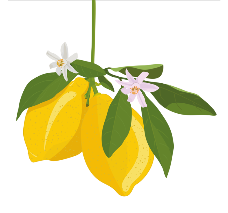 Rullgardin kök citrusträd - Tenstickers