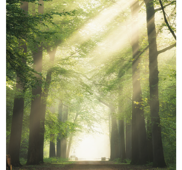 Rullgardin vardagsrum grön skog med solen - Tenstickers