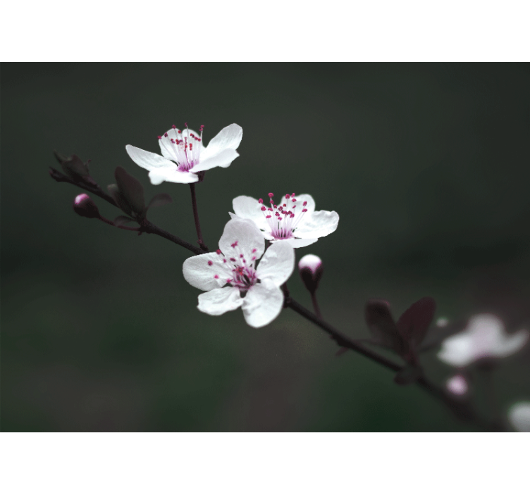 Rullgardin vardagsrum elegant feminin körsbärsblomma - Tenstickers