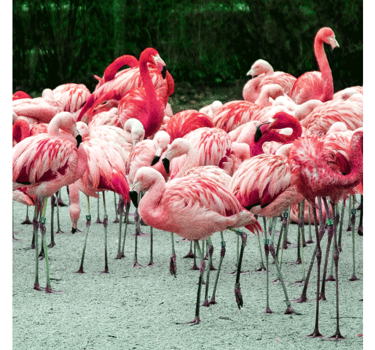 Rullgardin vardagsrum fina flamingos på vatten - Tenstickers