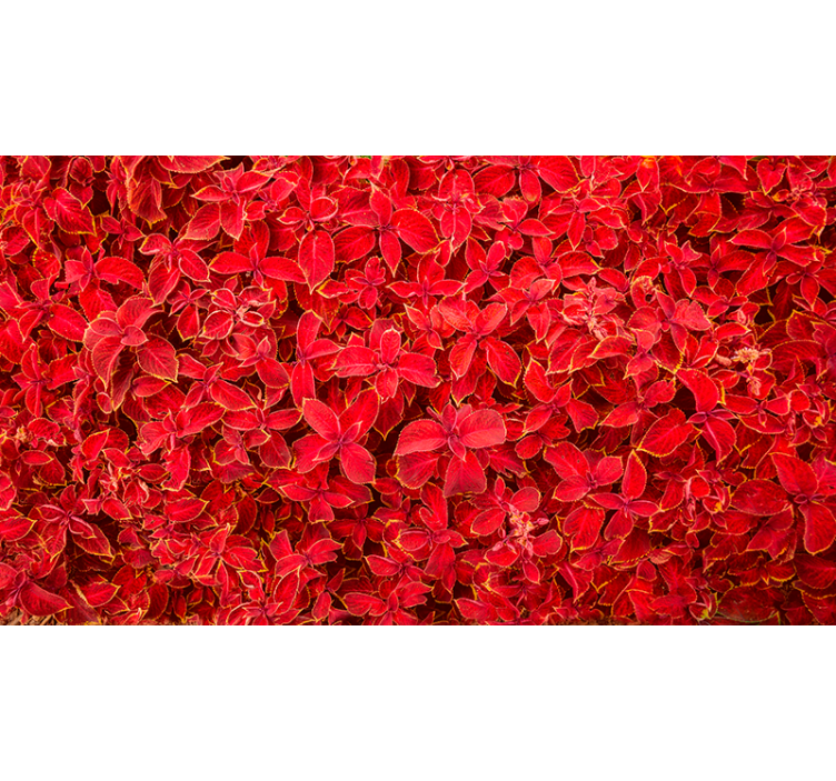 Rullgardin röd med blommönster - Tenstickers