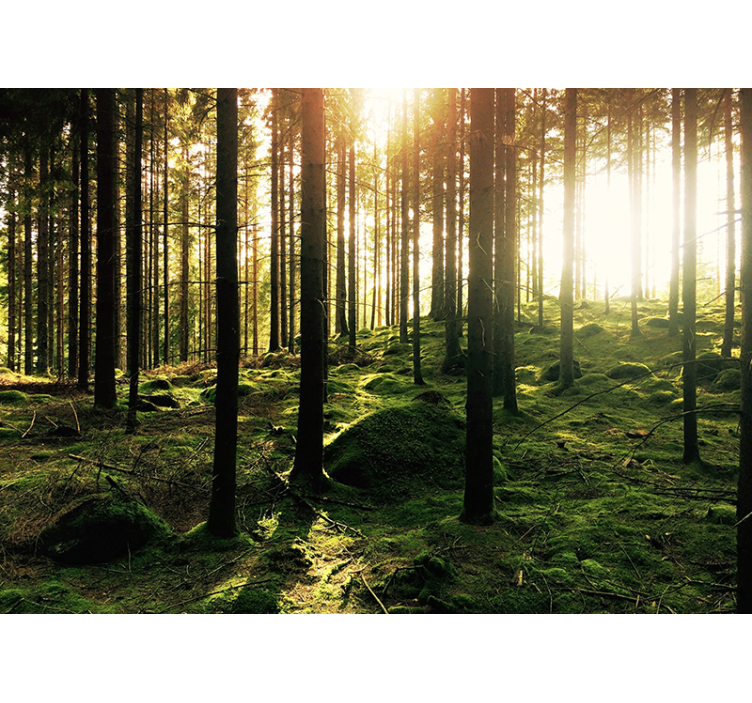 Rullgardin vardagsrum solbelyst skog - Tenstickers