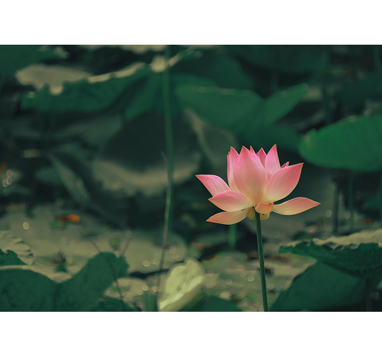 Rullgardin grön med rosa blommor - Tenstickers