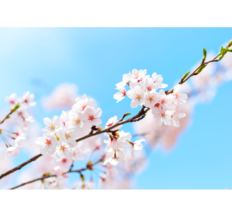 Rullgardin vardagsrum vit körsbärsblomma - Tenstickers