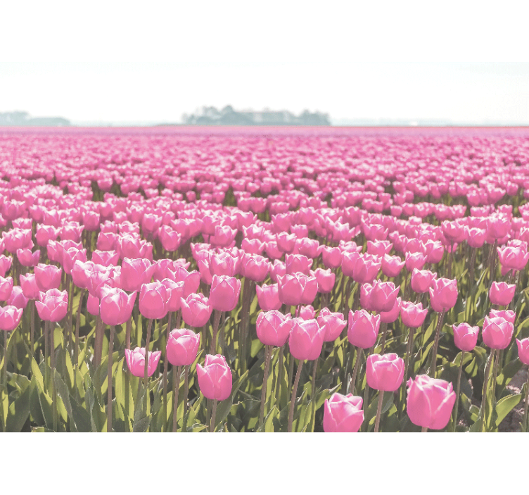 Rullgardin vardagsrum olik rosa tulpanfält - Tenstickers