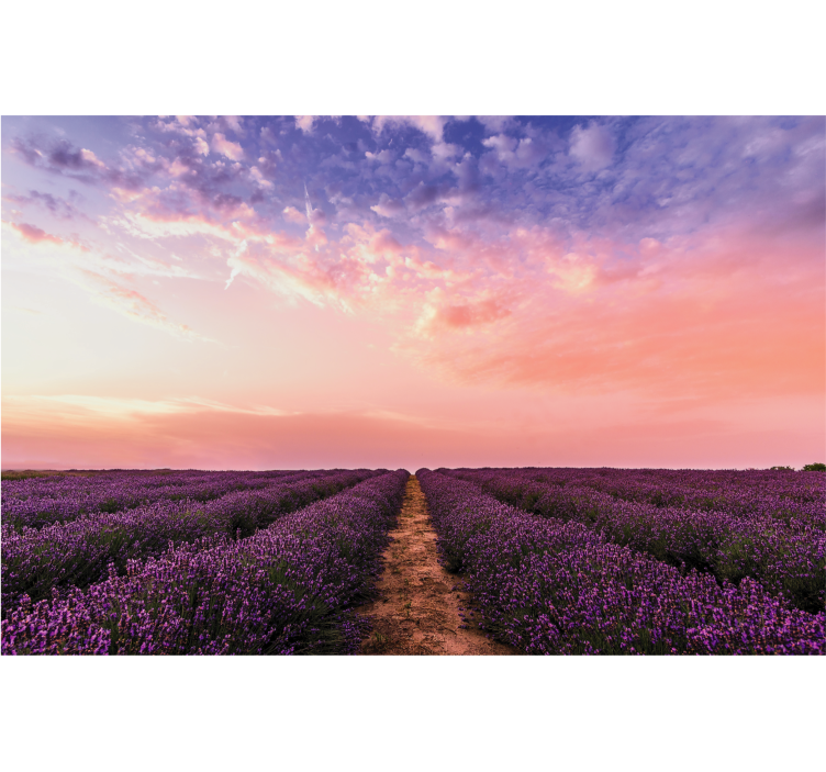 Rullgardin vardagsrum lavendelblommor i frankrike - Tenstickers