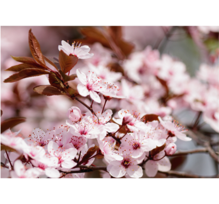 Rullgardin vardagsrum körsbärsblommor - Tenstickers