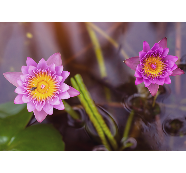 Rullgardin vardagsrum rosa/lila lotus - Tenstickers