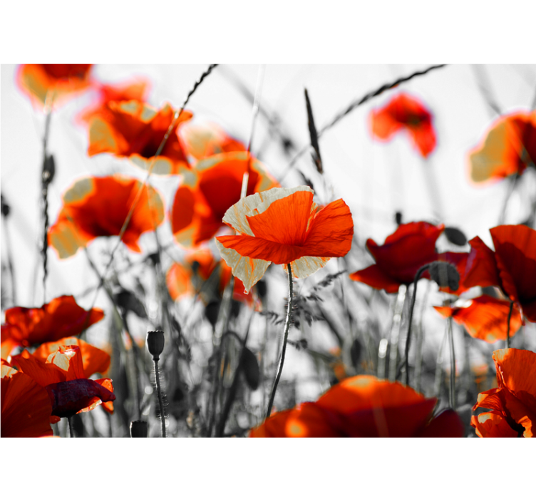 Rullgardin vardagsrum vallmo blommor röd svart - Tenstickers