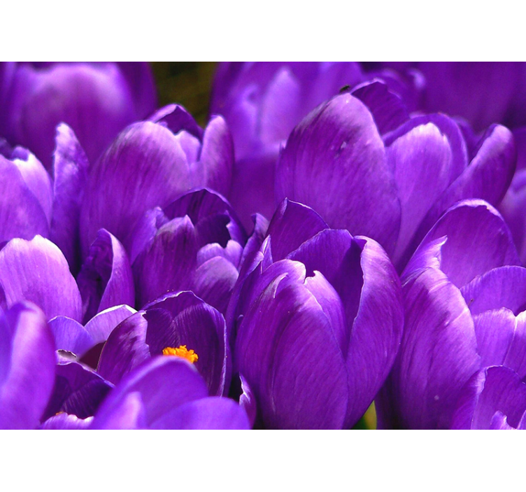 Rullgardin vardagsrum lila rosor - Tenstickers