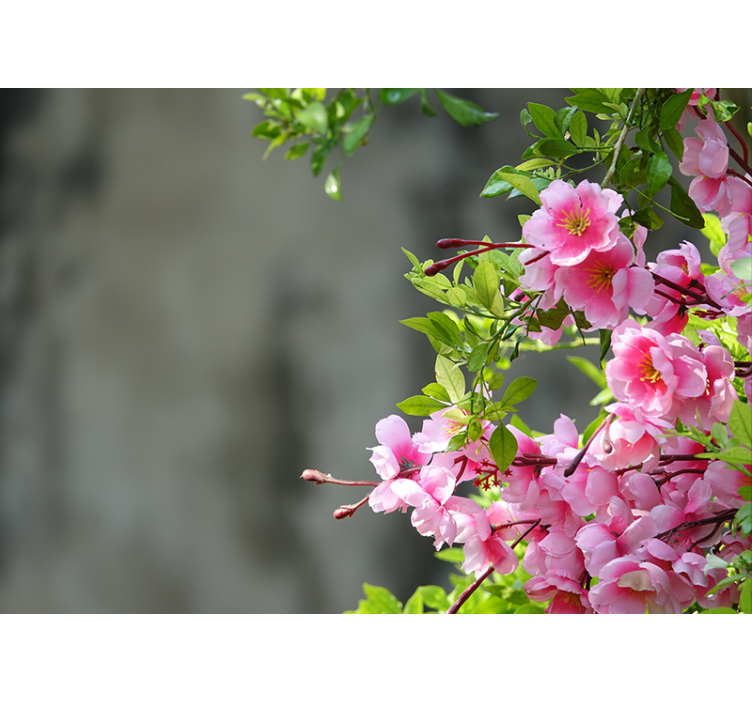 Rullgardin vardagsrum rosa blommor 3d - Tenstickers