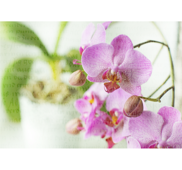 Rullgardin vardagsrum orkidé med text - Tenstickers